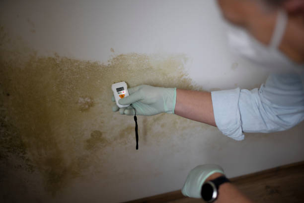 Best Residential Mold Removal  in Winsted, CT